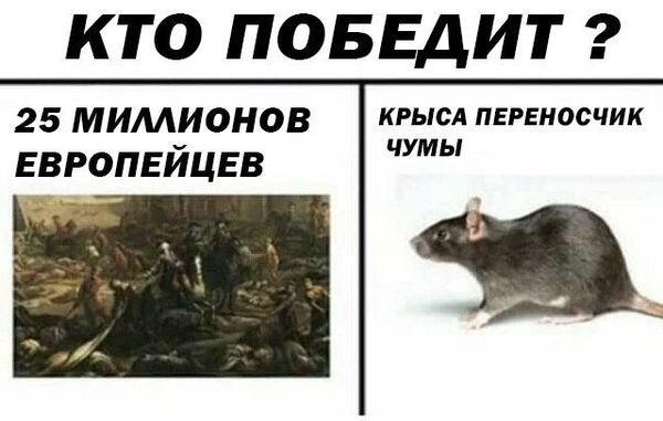 Дератизация от грызунов от крыс и мышей в Нижнекамске