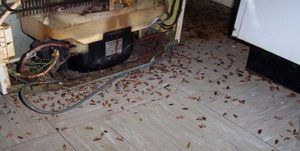 Поморить тараканов в квартире в Нижнекамске, цены