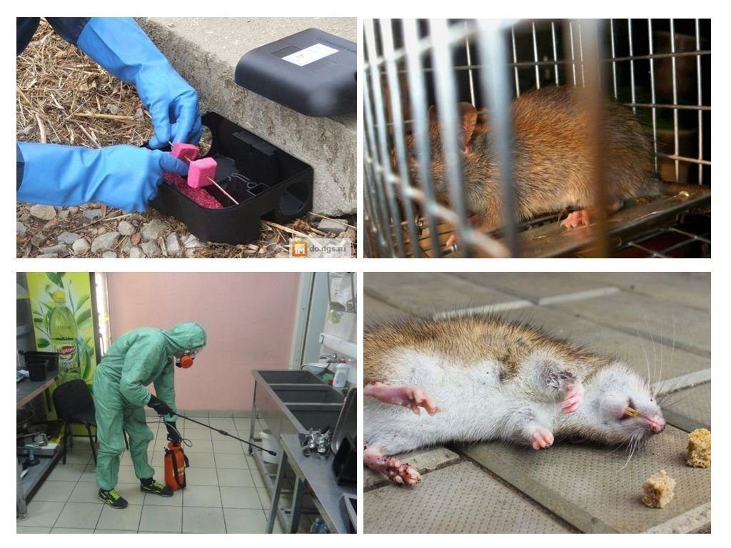 Дератизация от грызунов от крыс и мышей в Нижнекамске