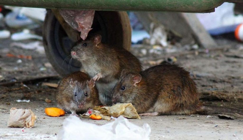 Травить грызунов крыс и мышей в Нижнекамске