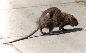 Фирма по уничтожению грызунов, крыс и мышей в Нижнекамске