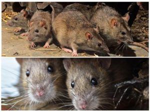 Травить грызунов крыс и мышей в Нижнекамске
