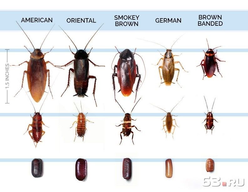уничтожение тараканов в Нижнекамске