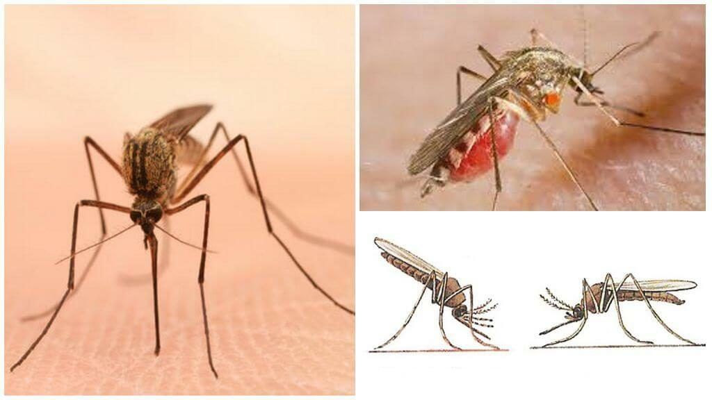 Уничтожение комаров в Нижнекамске