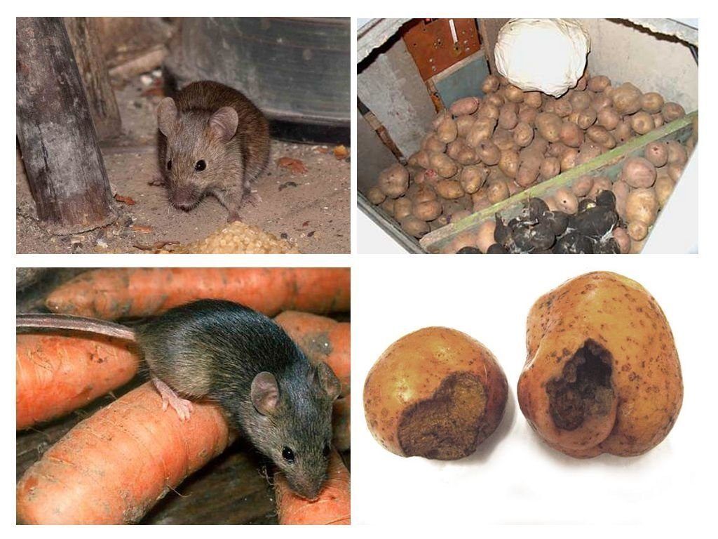 Обработка от грызунов крыс и мышей в Нижнекамске