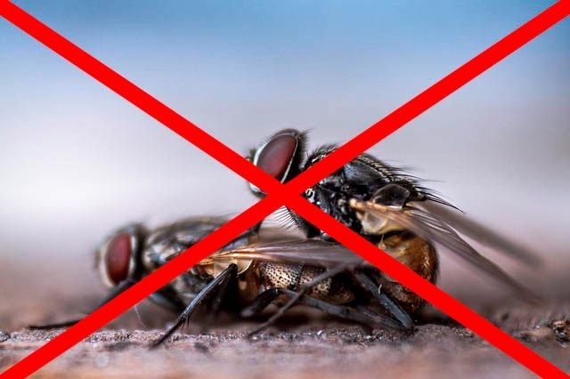Профессиональное уничтожение мух в Нижнекамске с гарантией