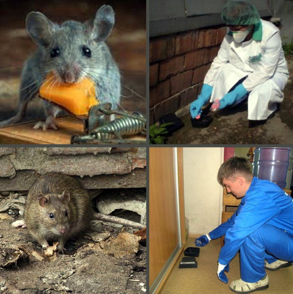 Дезинфекция от грызунов, крыс и мышей в Нижнекамске