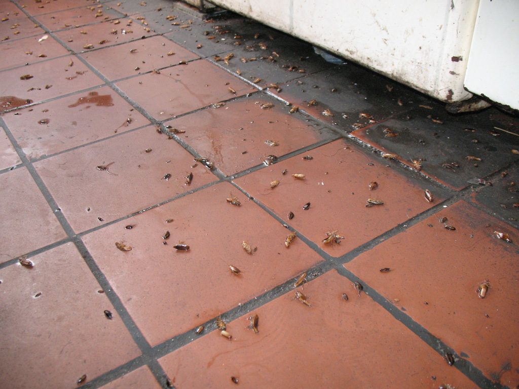 Уничтожение тараканов в квартире в Нижнекамске 