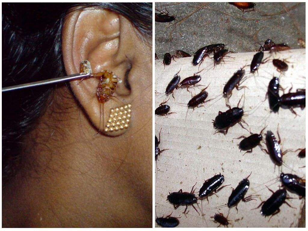 уничтожение тараканов Нижнекамске