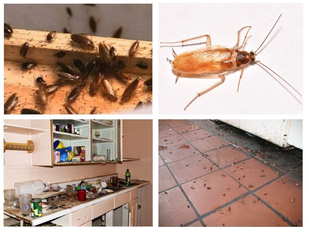 Морить тараканов в квартире в Нижнекамске, цены