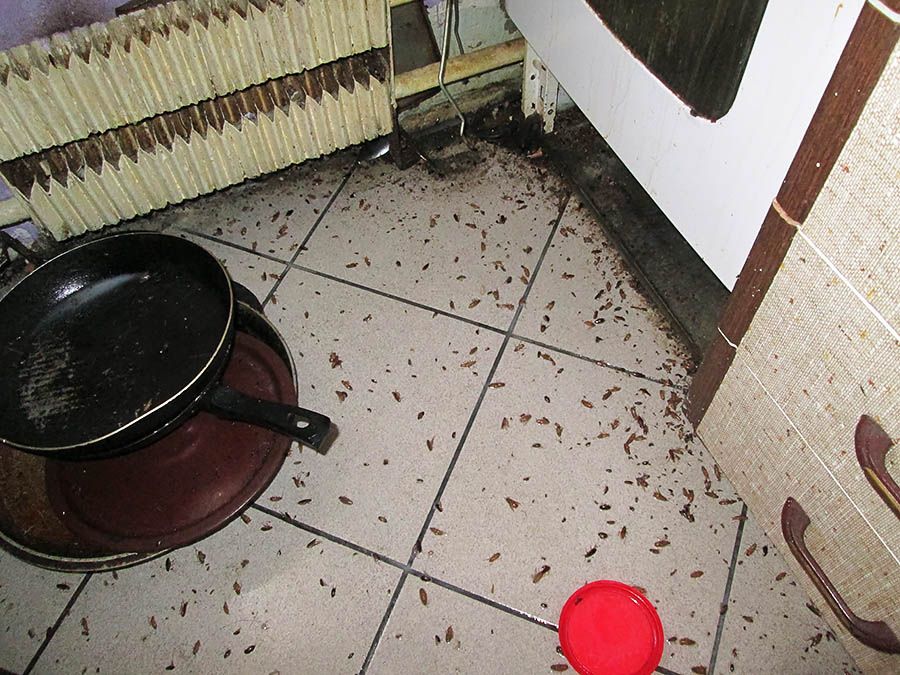 Санэпидемстанция от тараканов в Нижнекамске, вызвать, цены